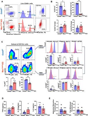 The involvement of peritoneal GATA6+ macrophages in the pathogenesis of endometriosis